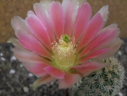 Echinocereus dasyacanthus, pot 6,5 cm - 12412455
