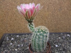 Echinocereus dasyacanthus, pot 6,5 cm - 12412456