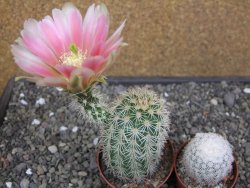Echinocereus dasyacanthus, pot 6,5 cm - 12412457