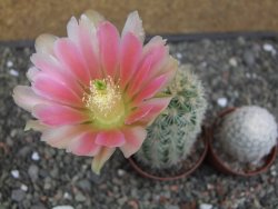 Echinocereus dasyacanthus, pot 6,5 cm - 12412458
