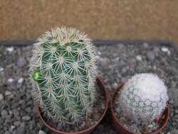 Echinocereus dasyacanthus, pot 6,5 cm - 12412459