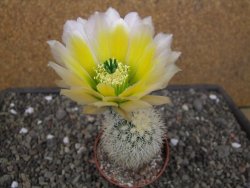 Echinocereus dasyacanthus Brewster pot 6,5 cm