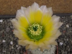Echinocereus dasyacanthus Brewster pot 6,5 cm - 12412461