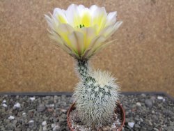 Echinocereus dasyacanthus Brewster pot 6,5 cm - 12412463