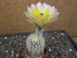 Echinocereus dasyacanthus Brewster pot 6,5 cm - 12412464