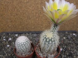 Echinocereus dasyacanthus Brewster pot 6,5 cm - 12412466