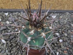 Gymnocalycium armatum LH 1431 Pajcho centro Tarija, pot 5,5 cm - 12412468