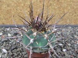 Gymnocalycium armatum LH 1431 Pajcho centro Tarija, pot 5,5 cm - 12412469