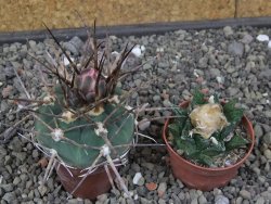 Gymnocalycium armatum LH 1431 Pajcho centro Tarija, pot 5,5 cm - 12412473