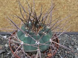 Gymnocalycium armatum LH 1431 Pajcho centro Tarija, pot 10,5 cm - 12412474