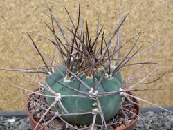 Gymnocalycium armatum LH 1431 Pajcho centro Tarija, pot 10,5 cm - 12412475