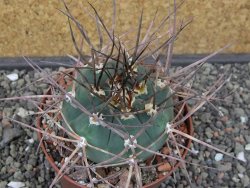 Gymnocalycium armatum LH 1431 Pajcho centro Tarija, pot 10,5 cm - 12412476
