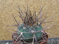 Gymnocalycium armatum LH 1431 Pajcho centro Tarija, pot 10,5 cm