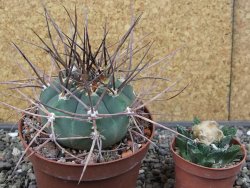 Gymnocalycium armatum LH 1431 Pajcho centro Tarija, pot 10,5 cm - 12412478