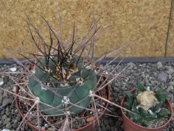 Gymnocalycium armatum LH 1431 Pajcho centro Tarija, pot 10,5 cm - 12412479