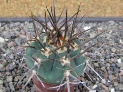 Gymnocalycium armatum LH 1431 Pajcho centro Tarija, pot 5,5 cm - 12412480
