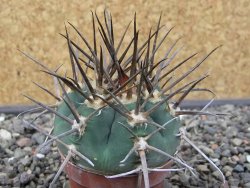 Gymnocalycium armatum LH 1431 Pajcho centro Tarija, pot 5,5 cm - 12412481