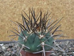 Gymnocalycium armatum LH 1431 Pajcho centro Tarija, pot 5,5 cm