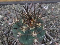 Gymnocalycium armatum LH 1431 Pajcho centro Tarija, pot 5,5 cm - 12412483