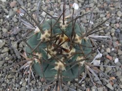Gymnocalycium armatum LH 1431 Pajcho centro Tarija, pot 5,5 cm - 12412484