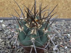 Gymnocalycium armatum LH 1431 Pajcho centro Tarija, pot 5,5 cm - 12412485
