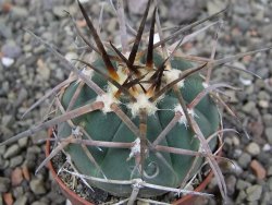 Gymnocalycium armatum LH 1431 Pajcho centro Tarija, pot 5,5 cm - 12412486