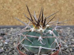 Gymnocalycium armatum LH 1431 Pajcho centro Tarija, pot 5,5 cm