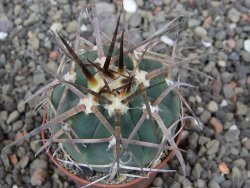 Gymnocalycium armatum LH 1431 Pajcho centro Tarija, pot 5,5 cm - 12412488