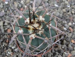 Gymnocalycium armatum LH 1431 Pajcho centro Tarija, pot 5,5 cm - 12412489
