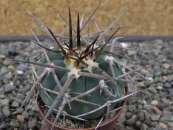 Gymnocalycium armatum LH 1431 Pajcho centro Tarija, pot 5,5 cm - 12412490