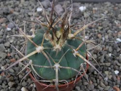 Gymnocalycium armatum, pot 5,5 cm - 12412491
