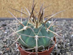 Gymnocalycium armatum, pot 5,5 cm