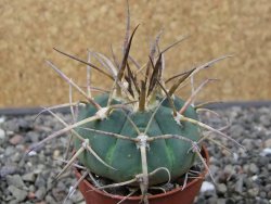 Gymnocalycium armatum, pot 5,5 cm - 12412493