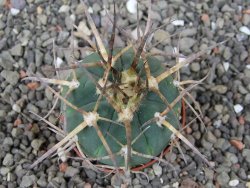 Gymnocalycium armatum, pot 5,5 cm - 12412494