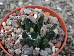 Ariocarpus scapharostrus Rayones, pot 5,5 cm