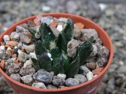 Ariocarpus scapharostrus Rayones, pot 5,5 cm - 12412496