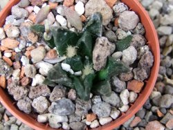 Ariocarpus scapharostrus Rayones, pot 5,5 cm - 12412497