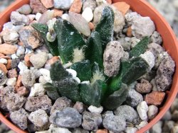 Ariocarpus scapharostrus Rayones, pot 5,5 cm - 12412498