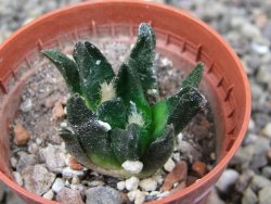 Ariocarpus scapharostrus Rayones, pot 5,5 cm - 12412499
