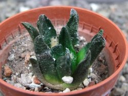 Ariocarpus scapharostrus Rayones, pot 5,5 cm - 12412500