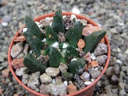 Ariocarpus scapharostrus Rayones, pot 5,5 cm - 12412501