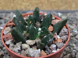 Ariocarpus scapharostrus Rayones, pot 5,5 cm