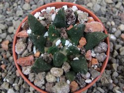 Ariocarpus scapharostrus Rayones, pot 5,5 cm - 12412503