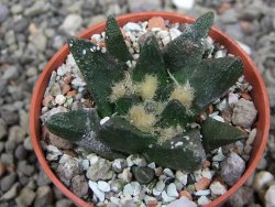 Ariocarpus scapharostrus Rayones hrubá forma, pot 5,5 cm - 12412507