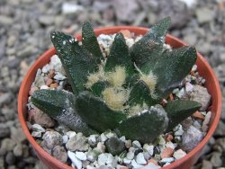 Ariocarpus scapharostrus Rayones hrubá forma, pot 5,5 cm - 12412508