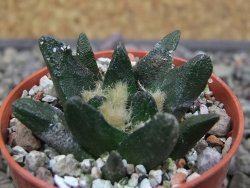 Ariocarpus scapharostrus Rayones hrubá forma, pot 5,5 cm