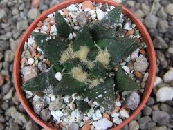 Ariocarpus scapharostrus Rayones hrubá forma, pot 5,5 cm - 12412510