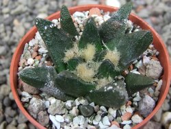 Ariocarpus scapharostrus Rayones hrubá forma, pot 5,5 cm - 12412511