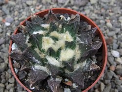 Ariocarpus scapharostrus Rayones, pot 6,5 cm - 12412512