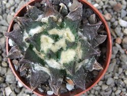 Ariocarpus scapharostrus Rayones, pot 6,5 cm - 12412514